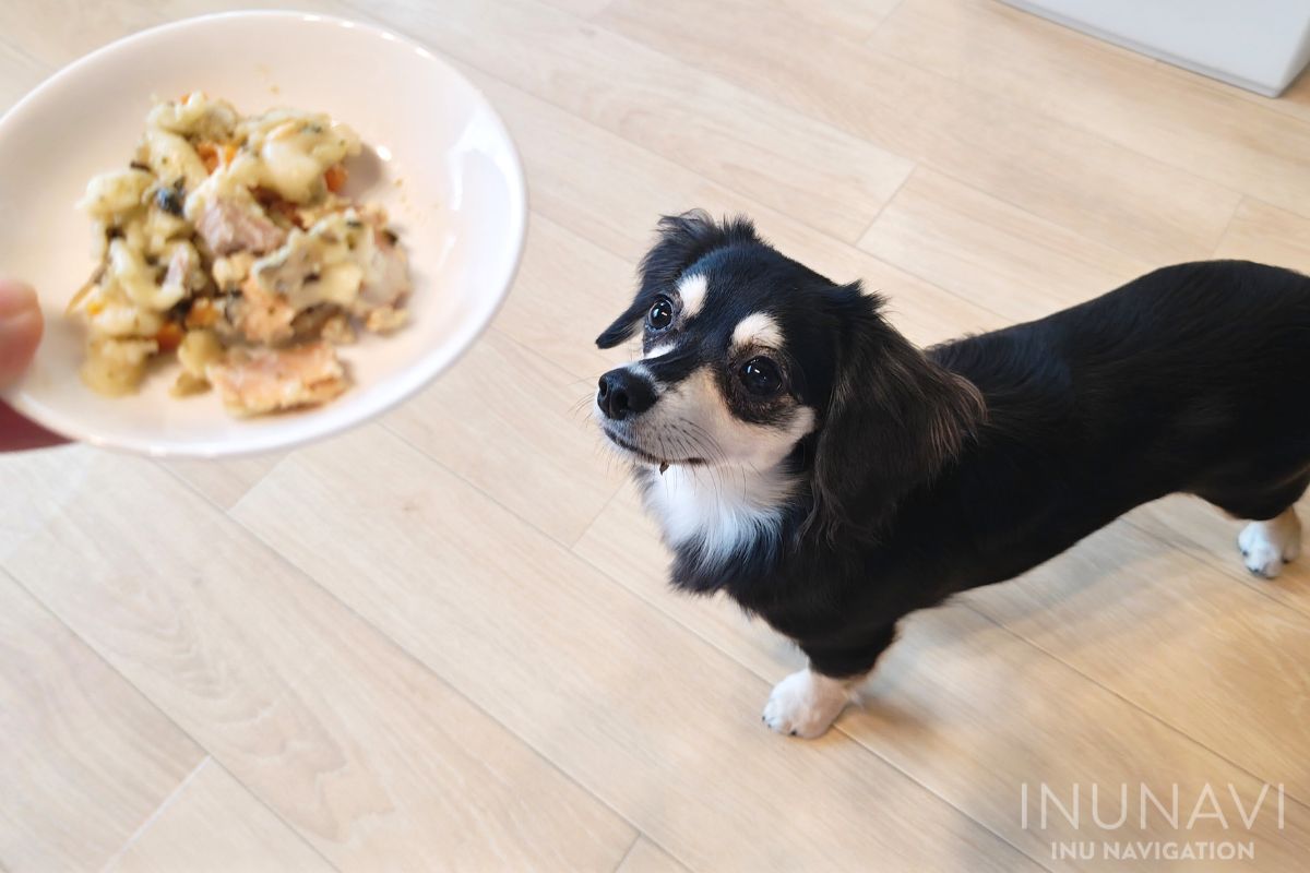 タミーレシピ　サーモンおからパスタと愛犬たち